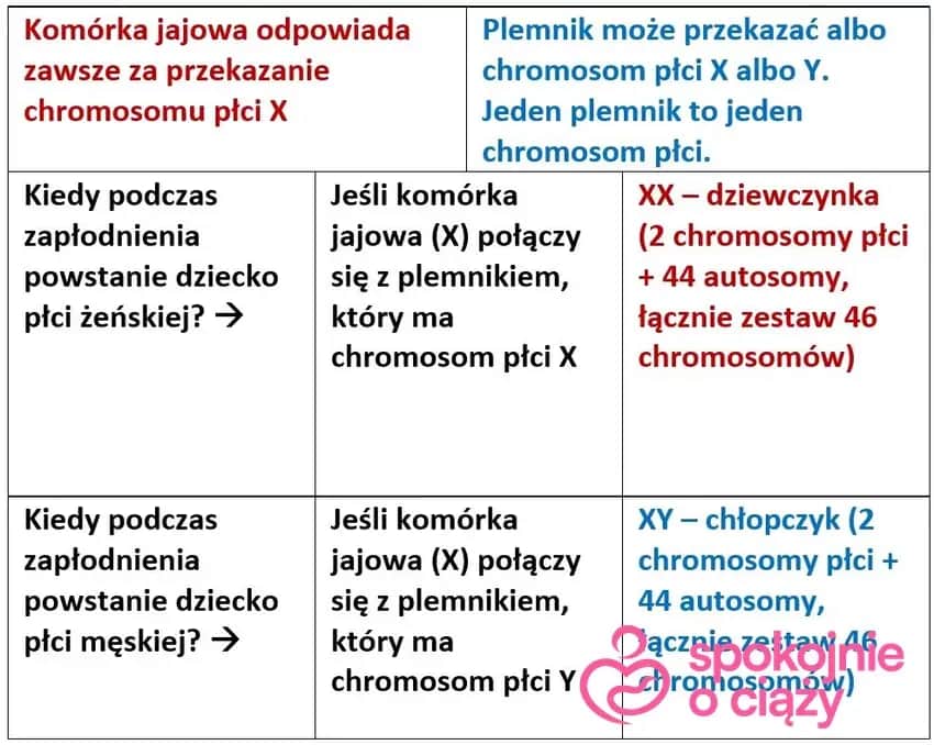 Płeć dziecka: Kiedy i jak najwcześniej ją poznasz? Metody i pewność.