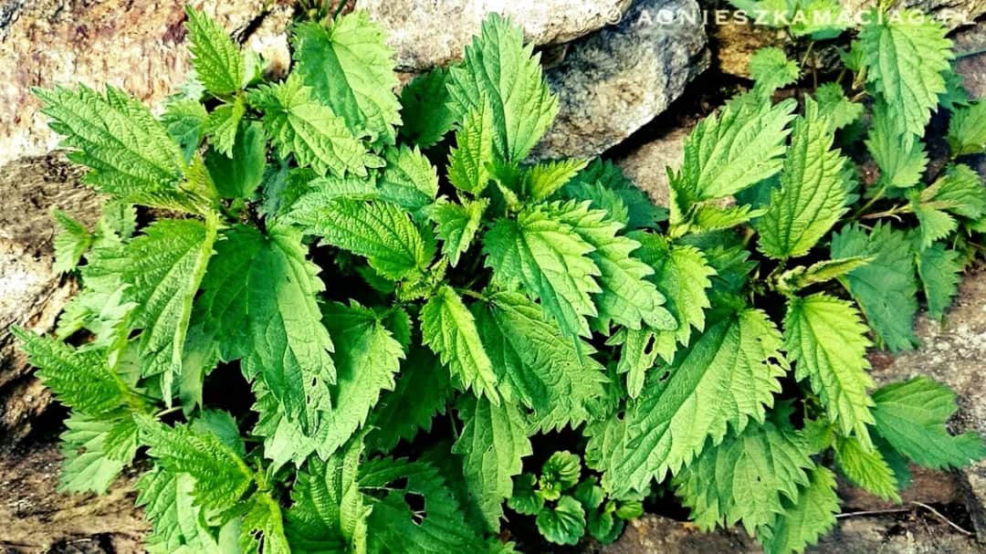 Pokrzywa dla dzieci: Od kiedy bezpiecznie i na co uważać?